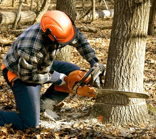 Tree Removal in South Lee, MA